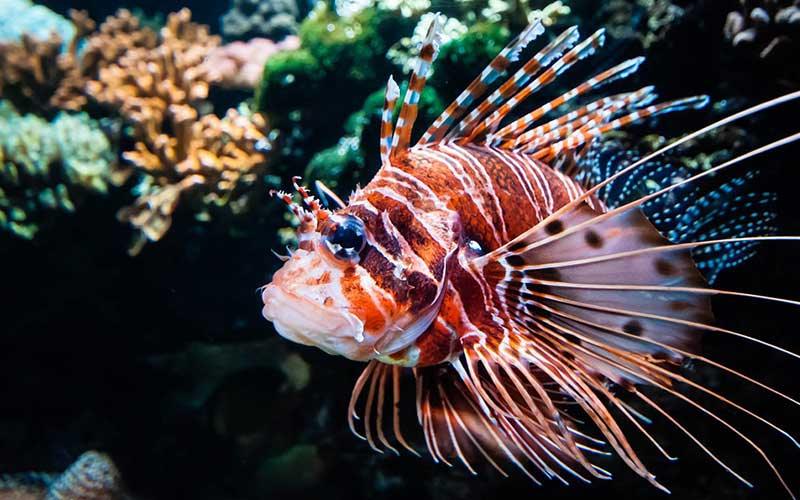 11 of the Most Beautiful Marine Fish to keep - AllPondSolutions