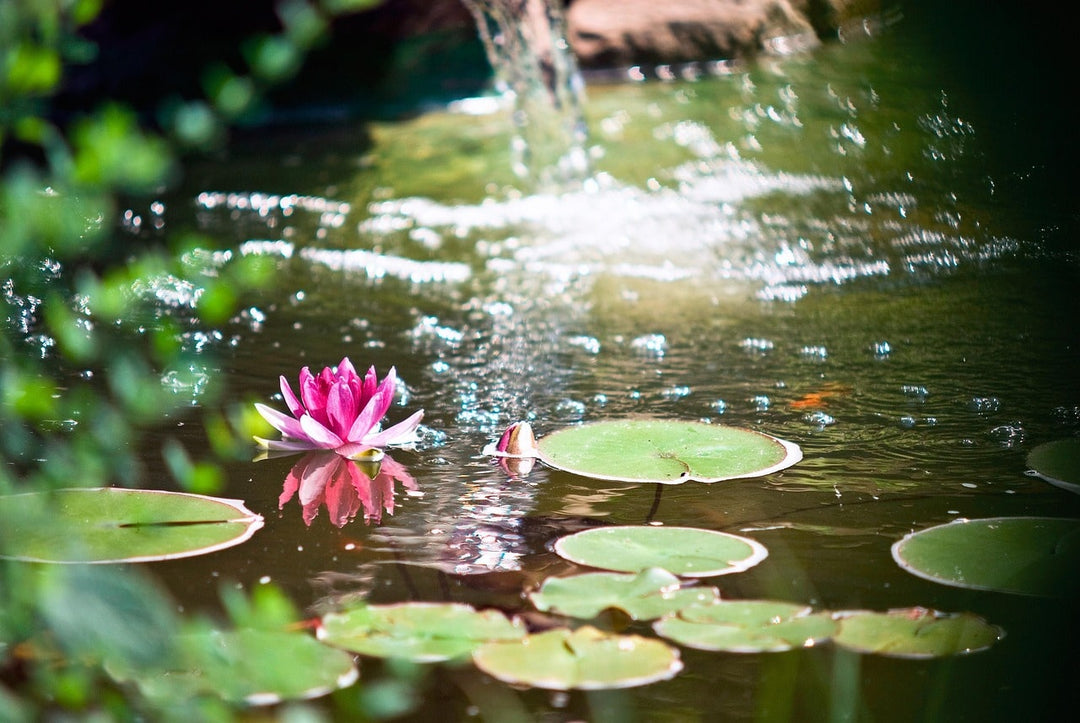 All Year Round Pond Maintenance Tips- AllPondSolutions