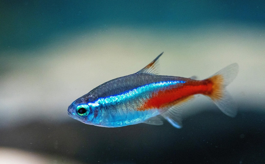 How to Choose the Right Aquarium Fish: A Beginner’s Guide - All Pond Solutions