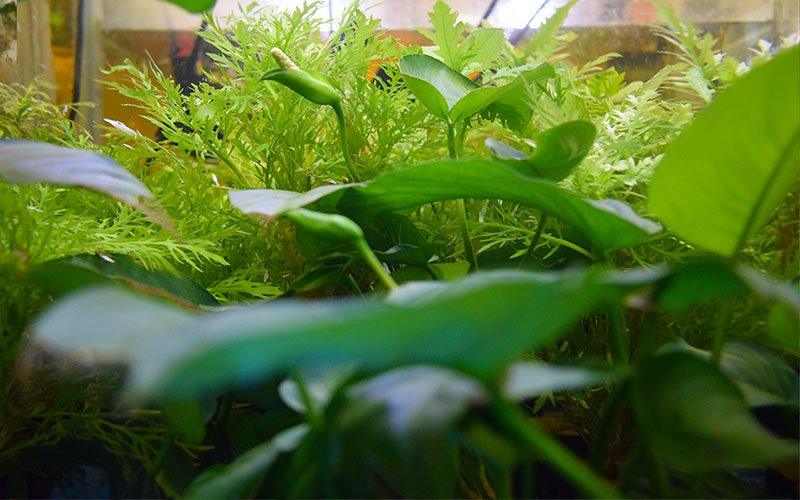 A Guide to Aquascaping And Aquarium Design - AllPondSolutions