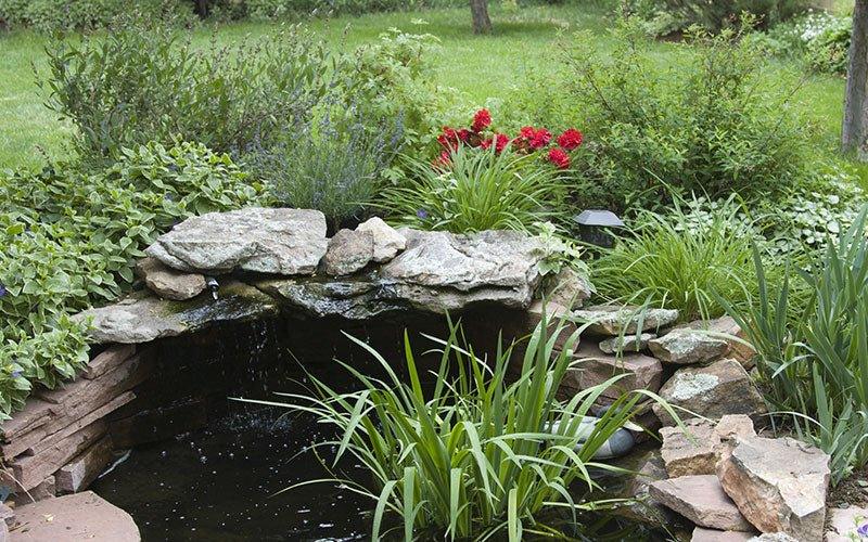 A guide to the Pond Spring Clean - AllPondSolutions