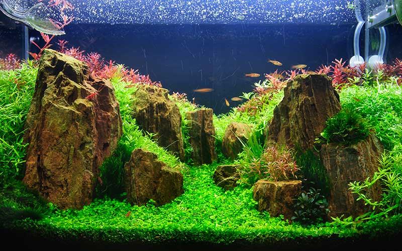 Aquarium Plants Care - AllPondSolutions