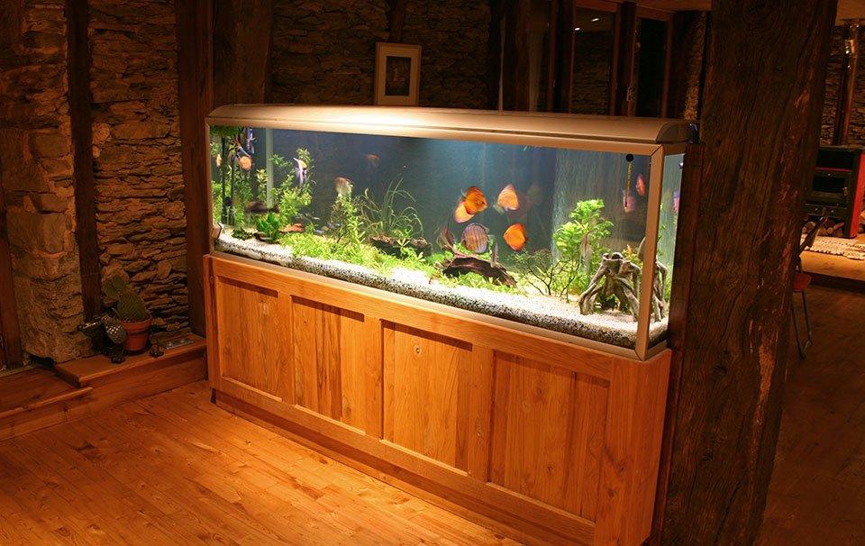 Aquariums: The Ultimate Piece of Home Décor - AllPondSolutions