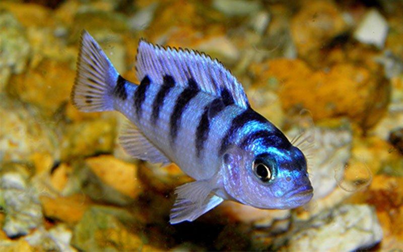 Caring for Your Fish While on Holiday - AllPondSolutions