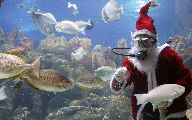 Christmas Gift Ideas for Fish Tank Lovers - AllPondSolutions