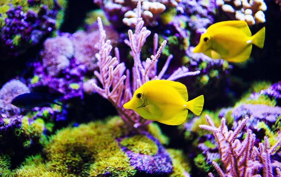Converting A Tropical Aquarium To A Marine Fish Tank - AllPondSolutions