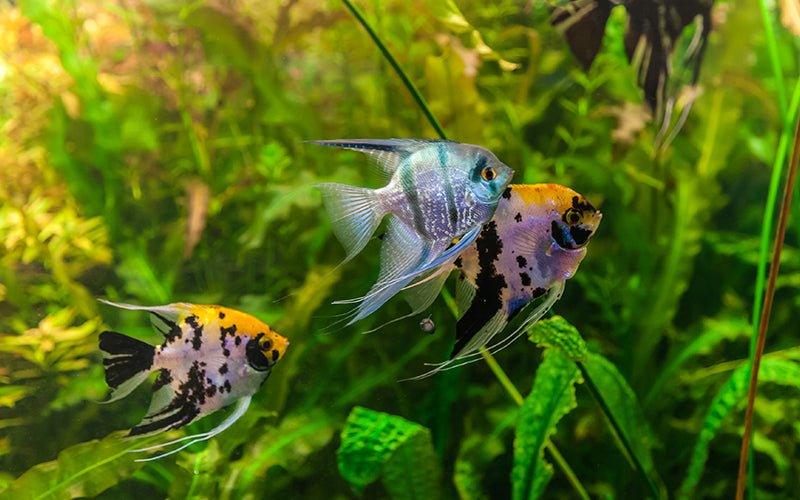 Dementia Awareness Week: Aquarium Therapy - AllPondSolutions