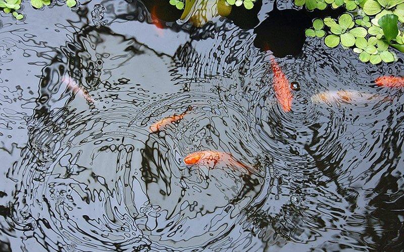 Do I Need to Change the Water in My Pond? - AllPondSolutions
