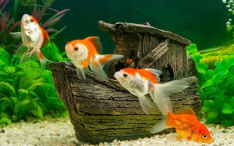 Setting up your first Goldfish Tank - AllPondSolutions