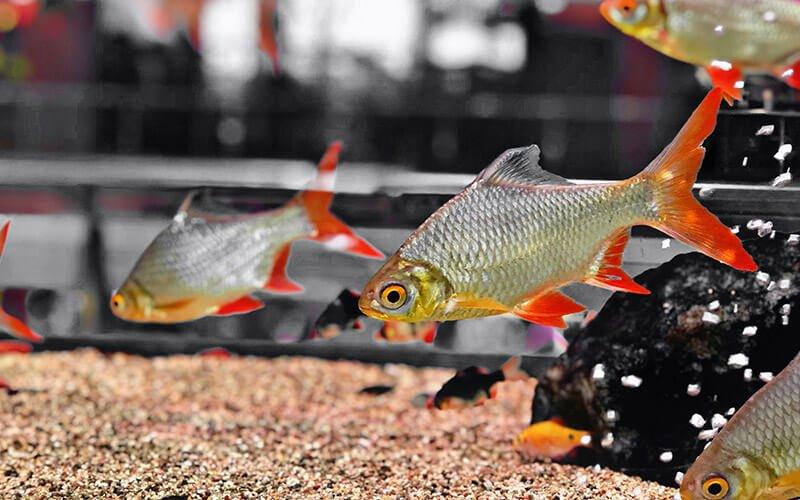 Essentials to Always Keep in Your Fish Room - AllPondSolutions