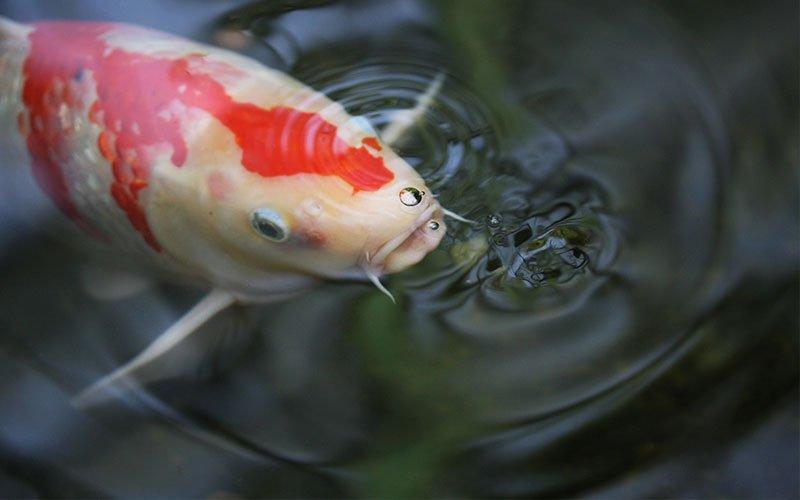 Feeding online koi carp