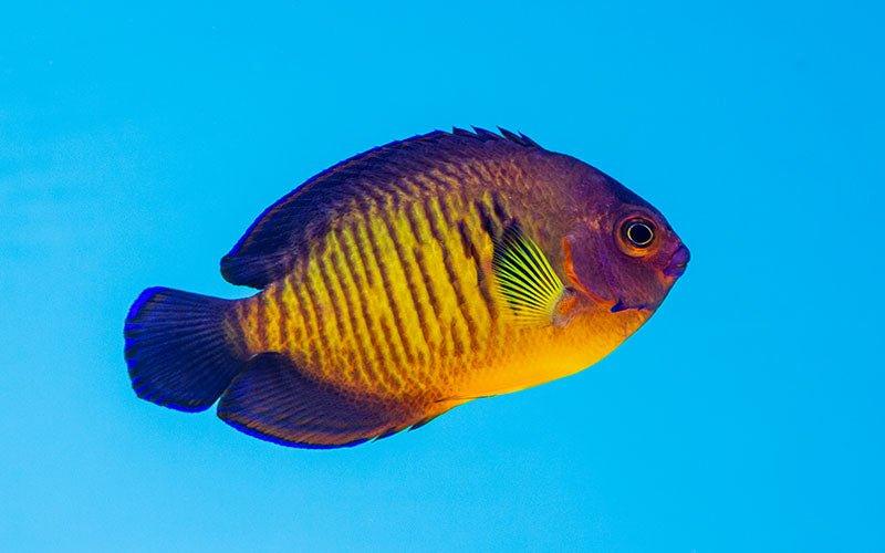 Fish File: Coral Beauty Angelfish - AllPondSolutions