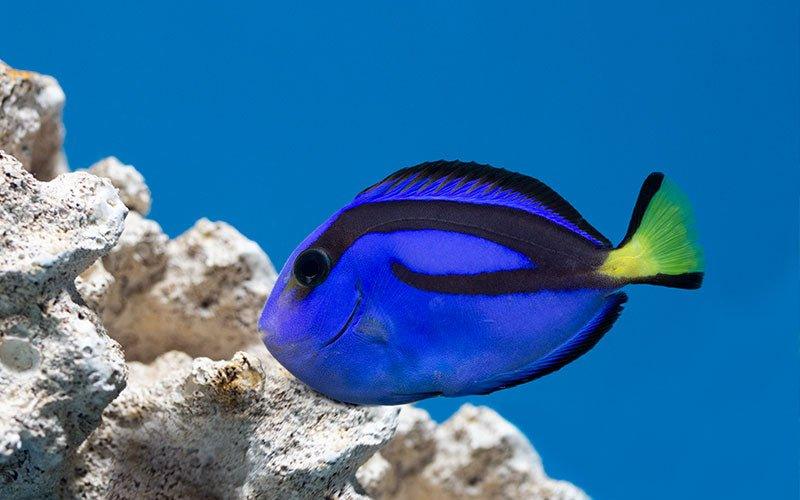 Fish Files: Blue Tang - AllPondSolutions