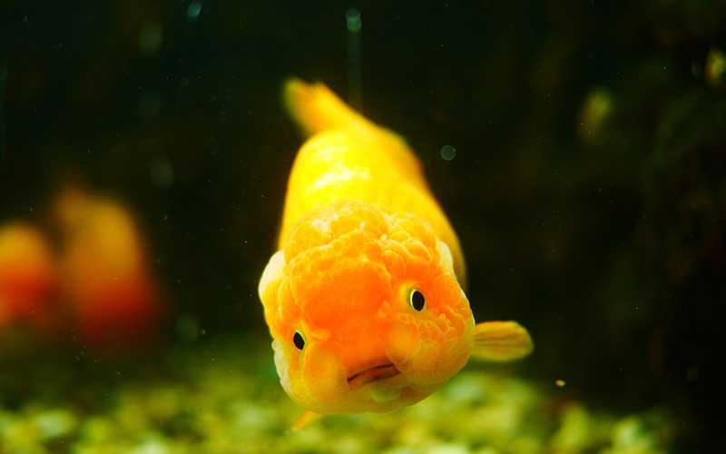 Fish Files: Ranchu Goldfish (Carassius auratus) - ‚ÄúKing of the Goldfish‚Äù  – AllPondSolutions