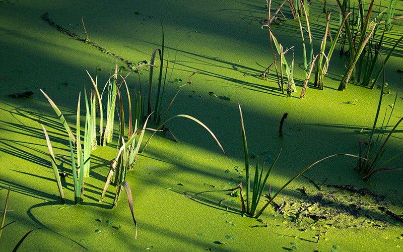 Guide to Different Types of Pond Algae - AllPondSolutions