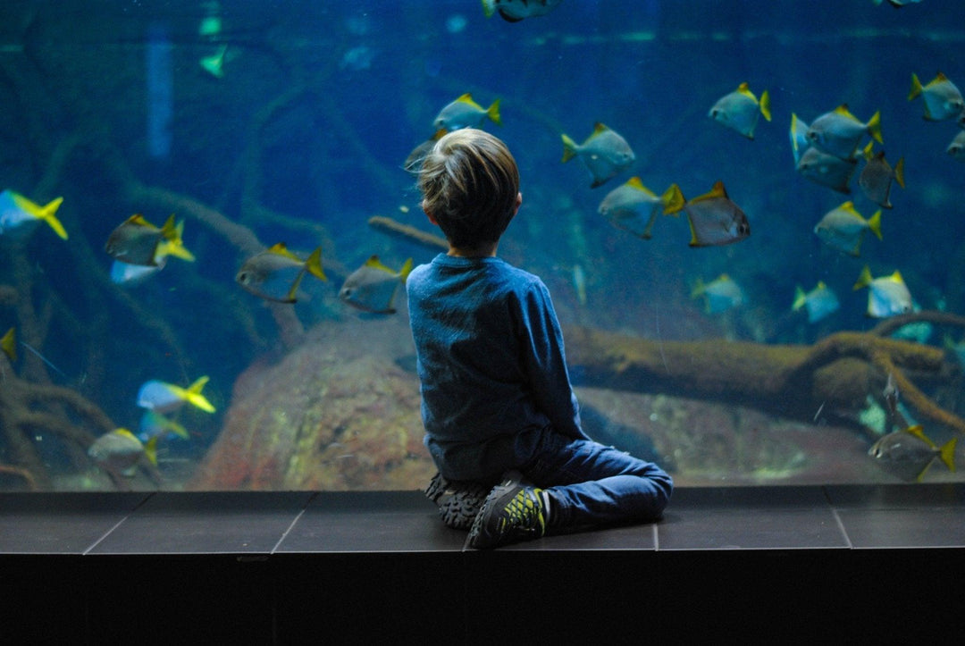 Health Benefits Of Owning A Fish Tank - AllPondSolutions