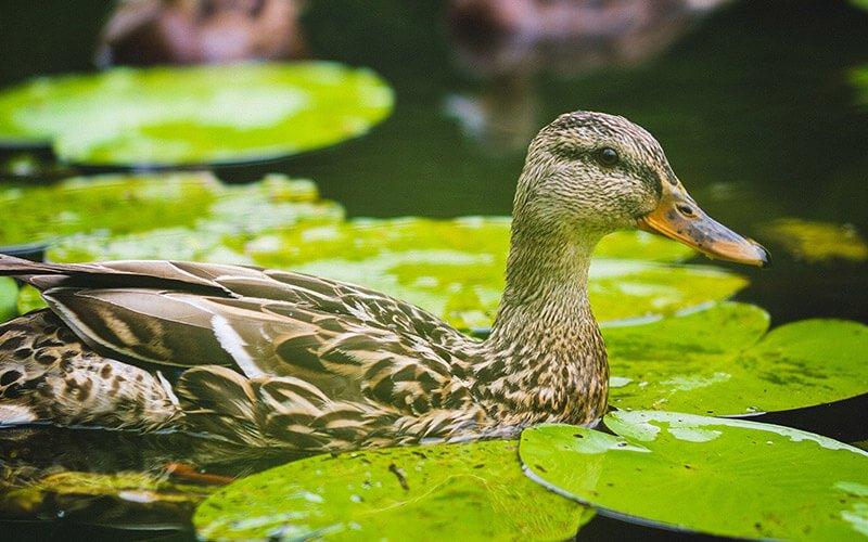 How and Why You Should Keep Ducks Away From Your Garden Pond - AllPondSolutions