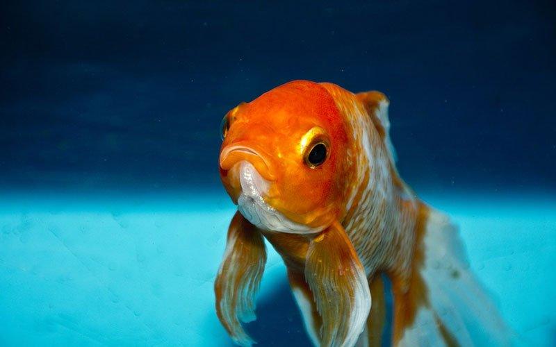 How Can I Tell if my Fish are Stressed? And what is likely to Cause Fish Stress? - AllPondSolutions