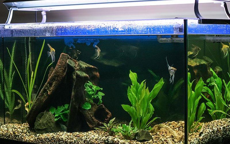 How Do I Clean My Aquarium? - AllPondSolutions