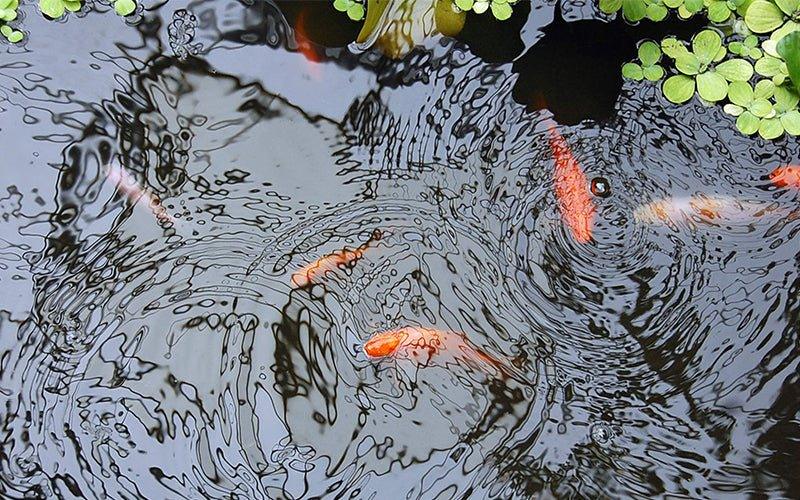 How Many Fish Can Your Pond Hold? - AllPondSolutions