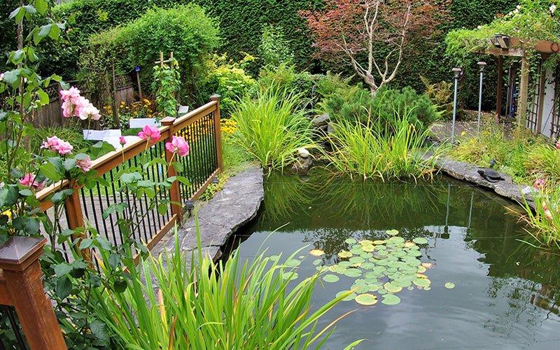 How Much Does it Cost to Set Up a Pond? - AllPondSolutions