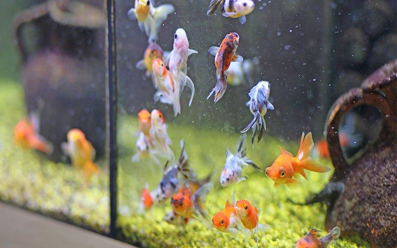 How Often Should You Clean Your Fish Tank? - AllPondSolutions