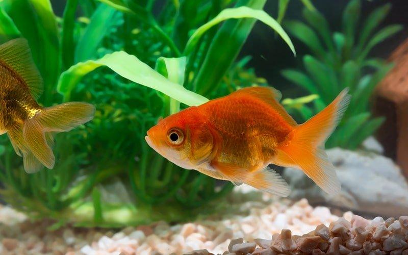 How Temperature Change Affects Your Fish - AllPondSolutions