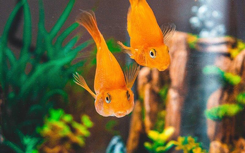 How to Control Ammonia in My Fish Tank? - AllPondSolutions