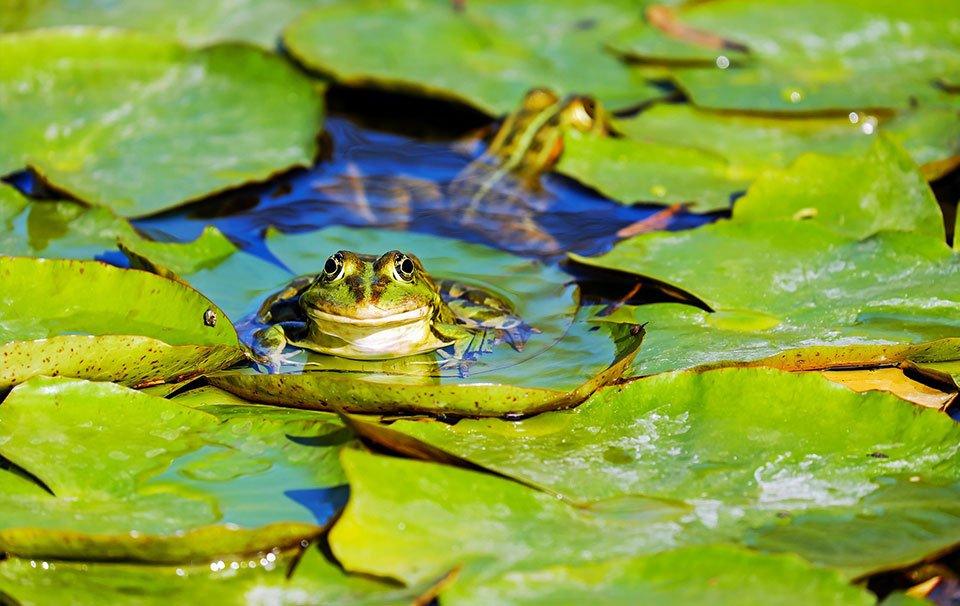How to Create a Frog Friendly Pond - AllPondSolutions