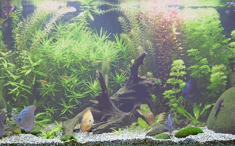 How to Get Rid Of Cloudy Water In My Aquarium - AllPondSolutions