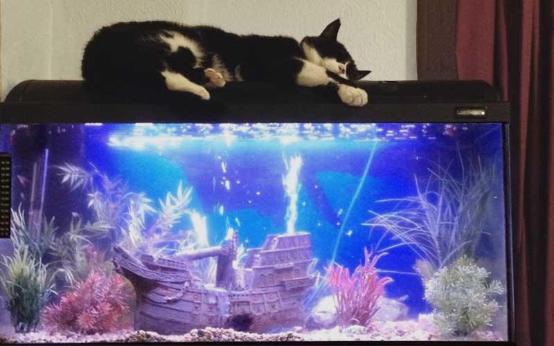 How To Keep Fish when You Have Cats - AllPondSolutions