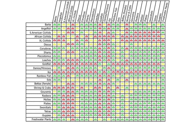 Freshwater Tropical Fish Compatibility Chart