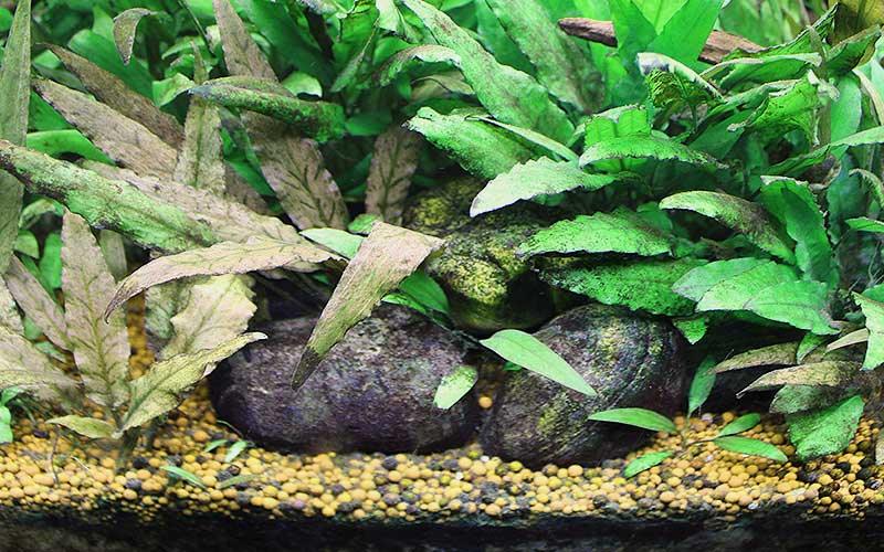 How to remove algae from my aquarium - AllPondSolutions