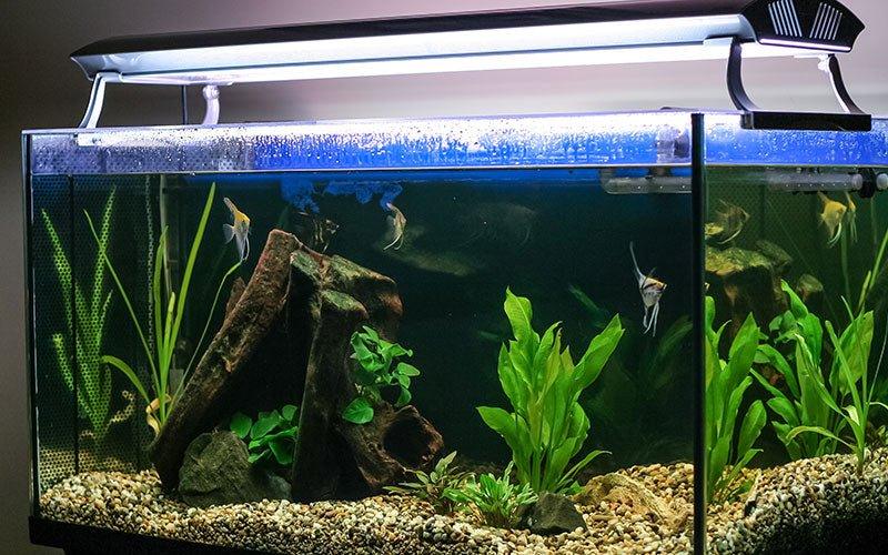How To Set Up Your Fish Tank - AllPondSolutions