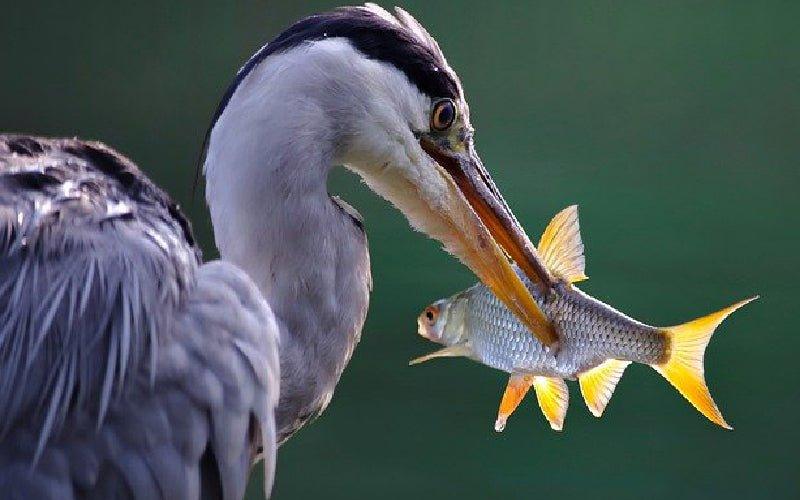 How to Stop Herons Eating Your Pond Fish - AllPondSolutions