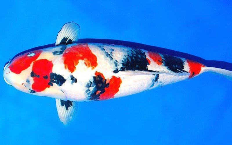 Identifying Differences Between Showa & Sanke Koi Carp - AllPondSolutions