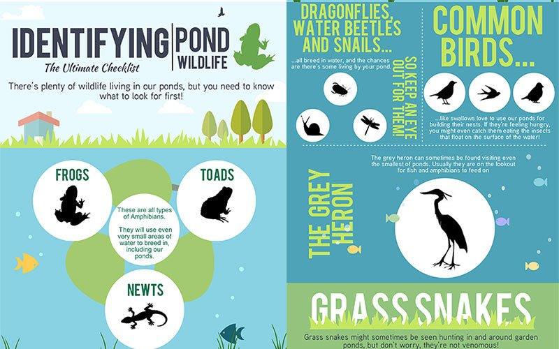 Identifying Pond Wildlife - AllPondSolutions