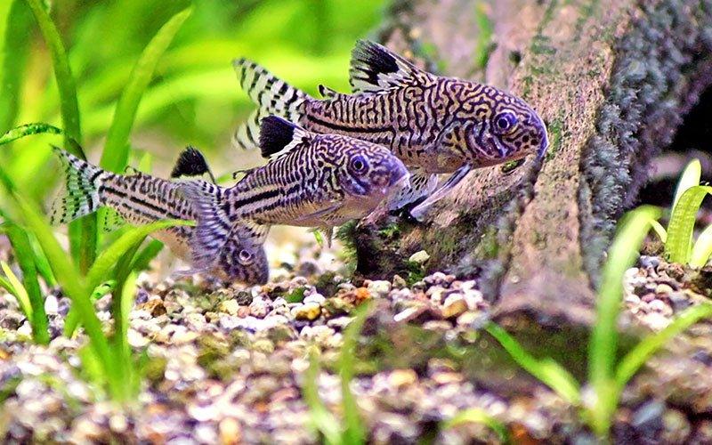 Independent review of our All Pond Solutions Aquarium Clear Internal Filter - AllPondSolutions