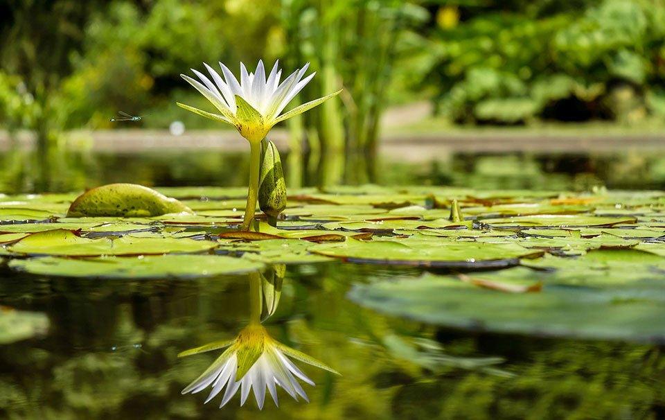 Peculiar Ponds: The Worlds 10 Weirdest Pond Locations - AllPondSolutions