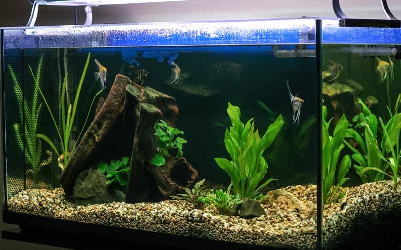 Picked Your Tank - What's Next? - AllPondSolutions