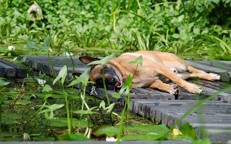 Pond Safety For Dogs - AllPondSolutions