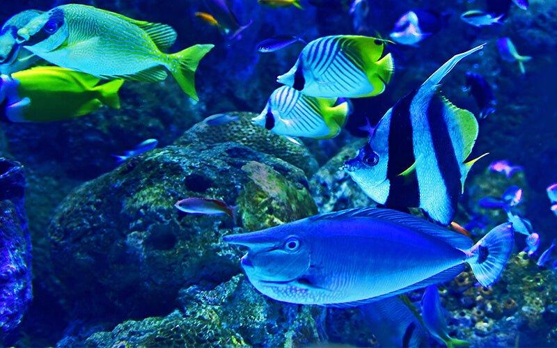 Semi-Aggressive Tropical Fish Care Guide - AllPondSolutions