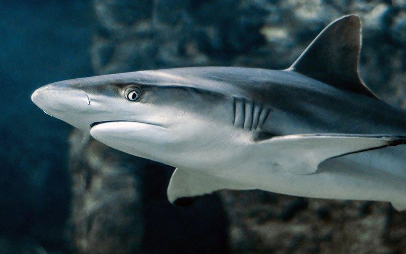 Sharks as Advanced as Humans in Evolutionary Terms - AllPondSolutions