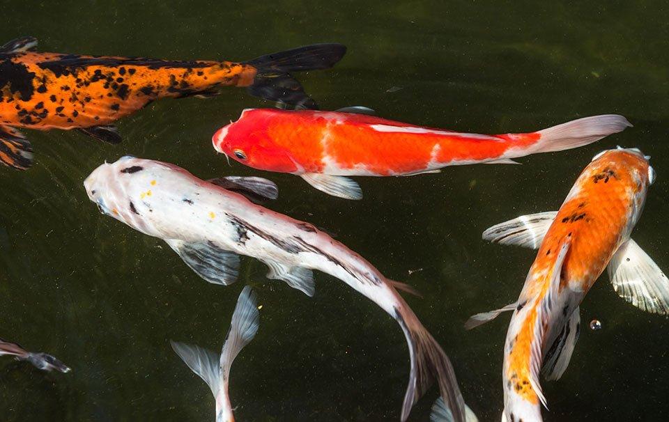 Shop Koi Fish at AllPondSolutions - AllPondSolutions