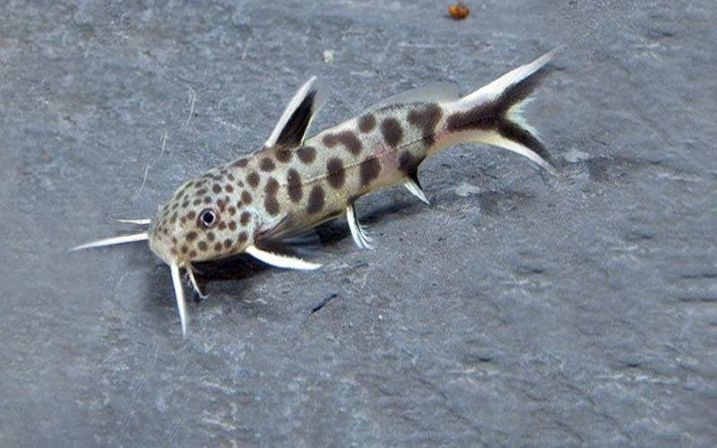 The Fish Files: Synodontis Petricola - AllPondSolutions