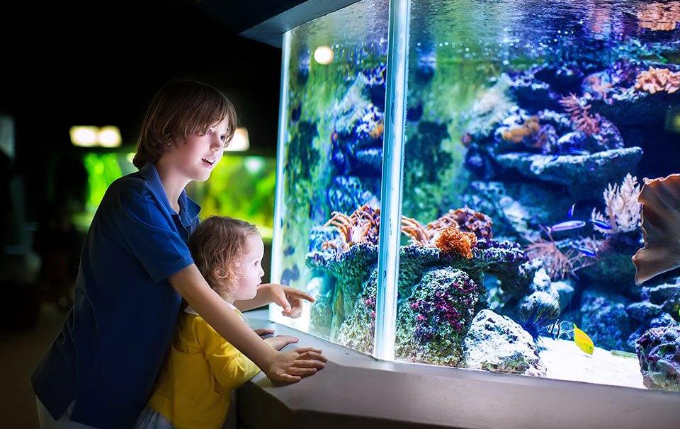 The Gift of Fishkeeping - AllPondSolutions