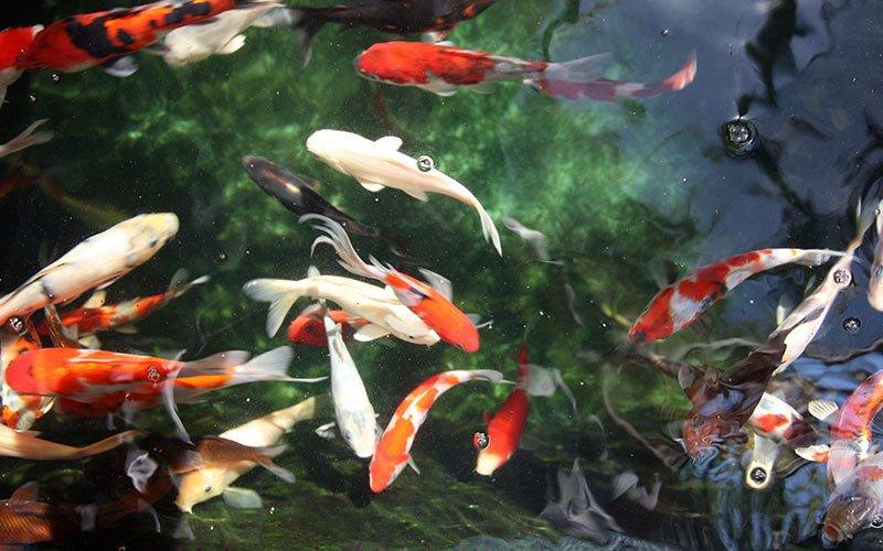 The Great Pond Debate: Goldfish or Koi? - AllPondSolutions
