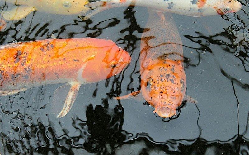 Feeding koi in spring top