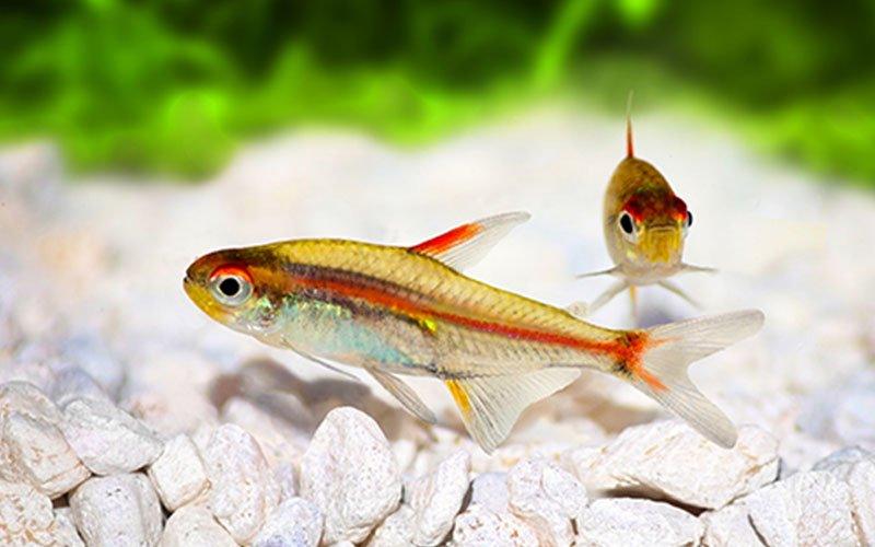 The Ultimate Guide to Your First Fish Tank - AllPondSolutions