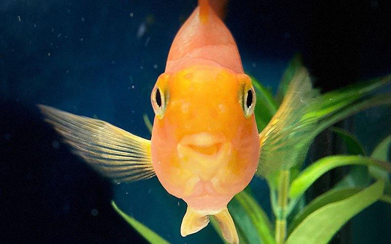 Top 10 Fish Tanks From AllPondSolutions - AllPondSolutions